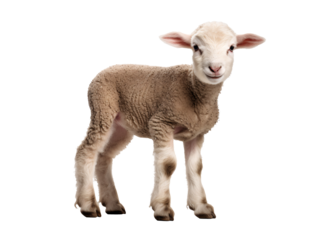 a close up of a lamb