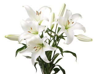 Fototapeta na wymiar a bunch of white flowers