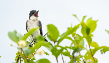 Eastern Kingbird on a branch