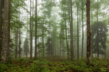 Beautiful green forest with foggy morning light.