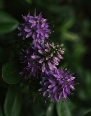close up of purple flowers 