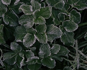 frost covered leaves