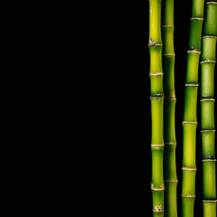 Dark background with a bamboo on the side.