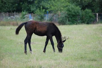 A young foal grazes in a meadow. A young black-brown horse is grazing in a wide meadow with short green grass. She bowed her head to the ground and was eating grass. The foal is 2-3 months old.