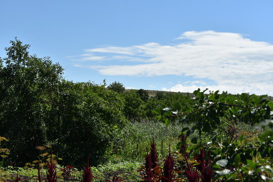 Clouds over a rural landscape. Temperate steppes with rolling hills of the Caucasian Highlands. Trees, bushes, flowers and herbs grow below. Above the ground there is a blue sky with white clouds.