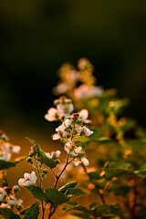 Blackberry (Rubus sect. Rubus) shrub with white flowers and leaves illuminated by the backlight of the sunset in Transylvania, Romania