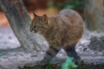 Pampas Cat (Leopardus colocolo) - South American feline