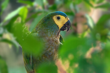 Red-bellied Macaw parrot (Orthopsittaca manilatus)
