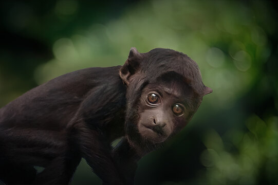 Baby Red-handed Howler monkey (Alouatta belzebul)