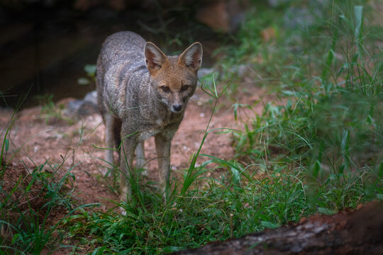 Hoary Fox (Lycalopex vetulus) - Brazilian canid