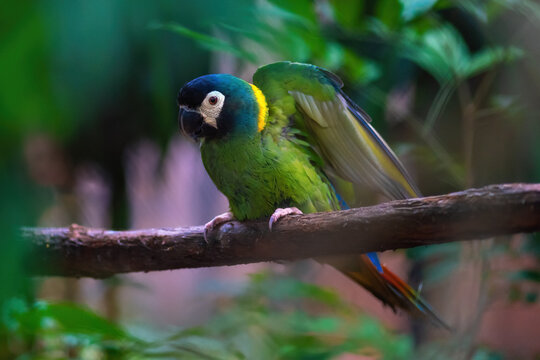 Golden Collared Macaw (Primolius auricollis)