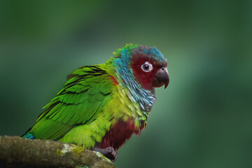 Pfrimers Parakeet bird (Pyrrhura pfrimeri)