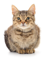 Obraz premium Kitten on white background.