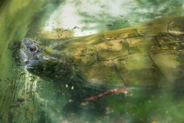 Common Snapping Turtle (Chelydra serpentina) - obrazy, fototapety, plakaty
