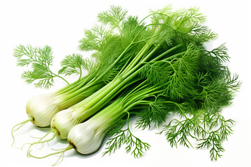 Three Fresh Green Herbs and Bulbous Roots: An Illustration of Garden fennel