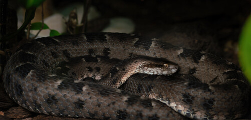 Neuwied's Lancehead (Bothrops neuwiedi) - Viper Snake