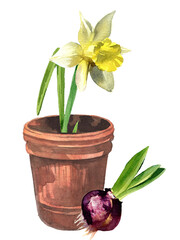 Narcissus in a rustic pot with a flower bulb label. Watercolor hand drawn early spring flowers potted. Isolated eco natural herbs illustration on white background. Spring gardening themed design.