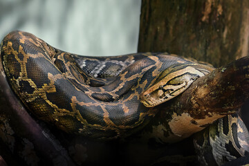 Indian Python Snake (Python molurus) - obrazy, fototapety, plakaty