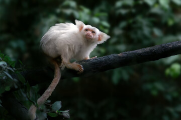 Gold-and-white Marmoset monkey (Mico chrysoleucus)