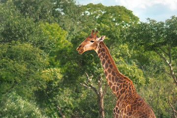 Beautiful Northern Giraffe (Giraffa camelopardalis)