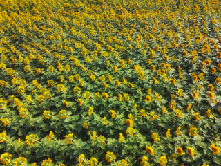 Fototapeta premium Sunflower field, top view. Sunflower plants bloom in a farmer's field.