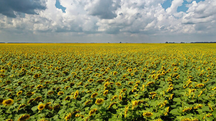 A field of sunflowers under a cloudy sky.