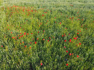 Wild poppies on a wheat field, aerial view. Red wildflowers.