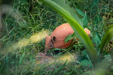 Brazilian Three-banded Armadillo (Tolypeutes tricinctus)