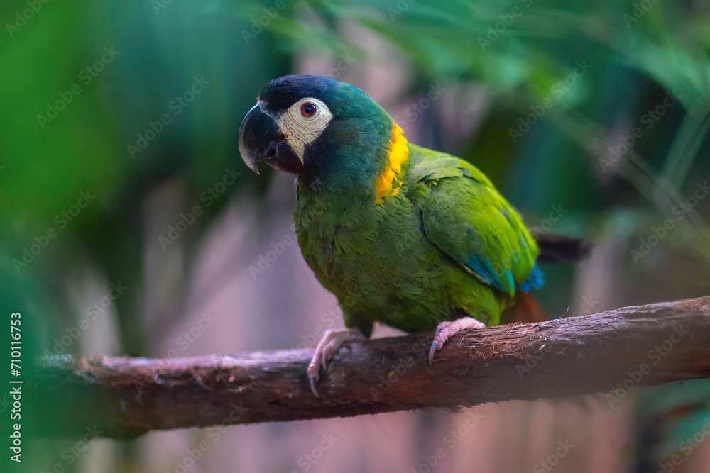 Wall mural golden collared macaw (primolius auricollis)