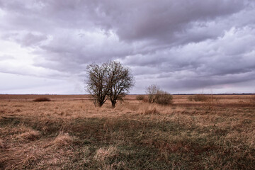 The landscape features a leafless tree, dry grass, and an overcast sky.