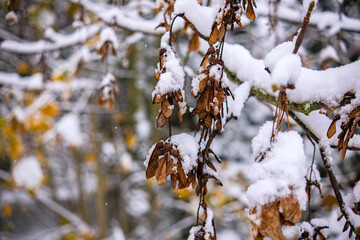 The branches of the tree bent under the weight of the adhering snow.