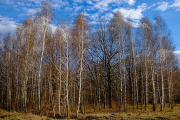 Tall, slender birch trees stand in an open field under the sky.