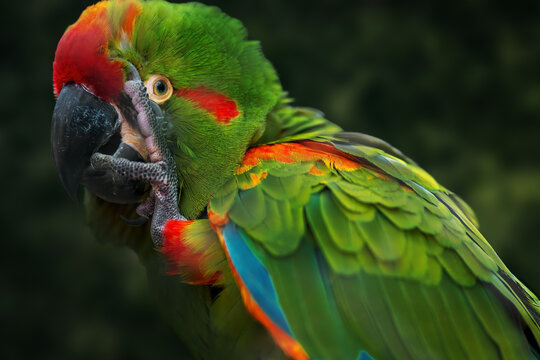 Red-fronted Macaw parrot (Ara rubrogenys)