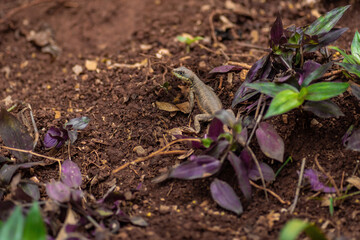 Amazon Lava Lizard (Tropidurus torquatus) - Calango