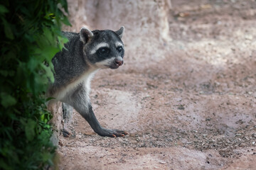 Crab-eating Raccoon (Procyon cancrivorus) or South American Raccoon