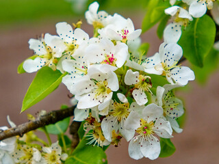 A cluster of white blossoms with speckled centers and green leaves.