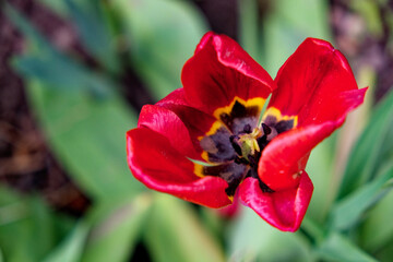 The image shows a bright red tulip, its petals open revealing the inner parts.