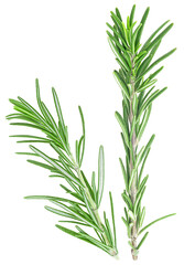 Fresh green rosemary twigs isolated on a white background. Rosemary branches.