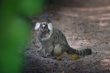 Common Marmoset (Callithrix jacchus) or White-tufted Marmoset monkey