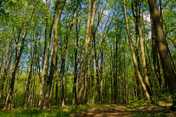 A dense forest with tall, thin trees and green leaves filtering sunlight.