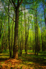 Dense woods showcasing tall trees and a ground covered with fallen leaves.