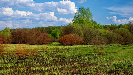 Obraz premium The image shows a lush field with emerging greenery, surrounded by dense, leafless shrubs and trees under a blue sky with fluffy clouds.