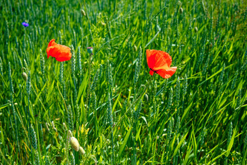 Poppies with dark centers bloom among green plants.