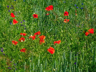 Red poppies stand out amidst tall green wheat stalks.