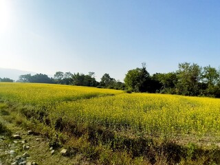 THE VIBRANT COLORS OF MOTHER NATUR