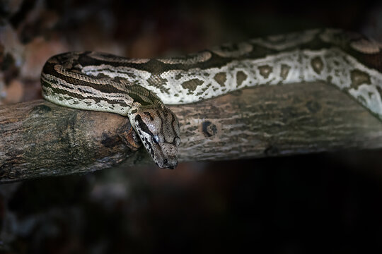 Dumeril's Boa Snake (Acrantophis dumerili)