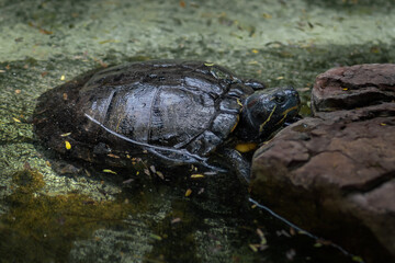 Scorpion Mud Turtle (Kinosternon scorpioides)
