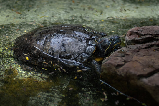 Scorpion Mud Turtle (Kinosternon scorpioides)