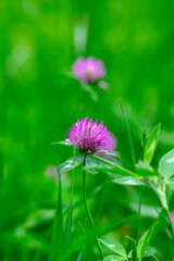 Trifolium pratense red clover wild flowering plant, purple meadow flowers in bloom