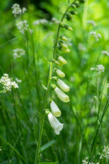Digitalis purpurea alba common foxglove flowers in bloom, beautiful white flowering woodland...